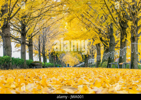 ASAN, KOREA - 9 November: Zeile gelb ginkgo Bäume und Touristen in Asan, Südkorea im Herbst Jahreszeit am 9. November 2015. Stockfoto