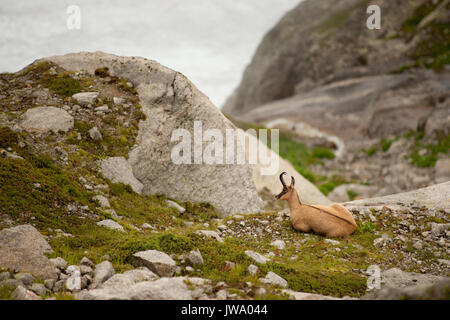 Gemse (rupicapra rupicapra), der Art der Ziege - Antilope native zu den Bergen in Europa. Les Aiguilles de Chamonix, Haute Savoie, Mont Blanc Massiv. Stockfoto