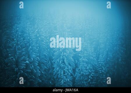 Foggy Winterlandschaft. Nebel in den Kiefernwald bedeckt von Schnee. Stockfoto