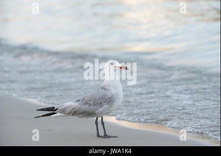 Audouin's Gull, Larus audouinii, Ibiza, Balearen, Mittelmeer Stockfoto
