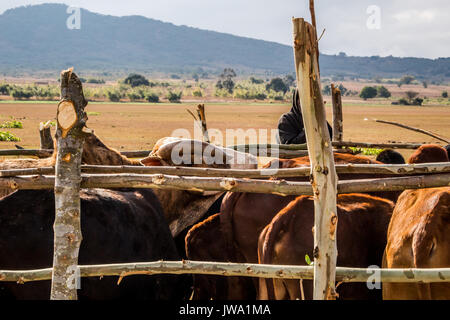 Iringa Red zebu Rinder (Bos indicus) in einem Crush (die Feder) für tierärztliche Behandlung in der tansanischen Hochland in der Nähe von Iringa Stockfoto