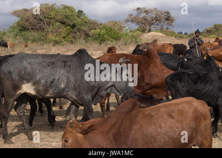 Iringa Red zebu Rinder (Bos indicus) getrieben wird für tierärztliche Behandlung in der tansanischen Hochland in der Nähe von Iringa Stockfoto