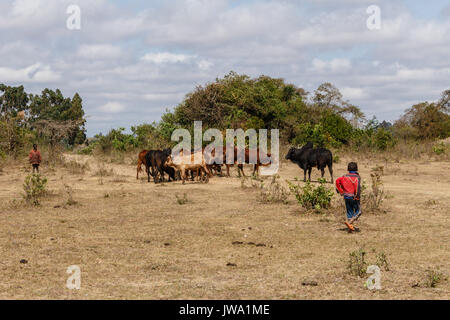 Iringa Red zebu Rinder (Bos indicus) getrieben wird für tierärztliche Behandlung in der tansanischen Hochland in der Nähe von Iringa Stockfoto