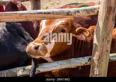 Iringa Red zebu Rinder (Bos indicus) in einem Crush (die Feder) für tierärztliche Behandlung in der tansanischen Hochland in der Nähe von Iringa Stockfoto