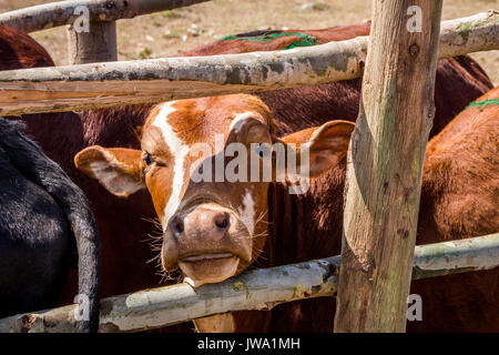 Iringa Red zebu Rinder (Bos indicus) in einem Crush (die Feder) für tierärztliche Behandlung in der tansanischen Hochland in der Nähe von Iringa Stockfoto
