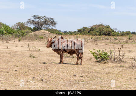 Iringa Red zebu Rinder (Bos indicus) getrieben wird für tierärztliche Behandlung in der tansanischen Hochland in der Nähe von Iringa Stockfoto