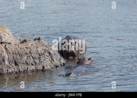 Paar Flusspferde (Hippopotamus amphibius amphibius) Baden in Ruaha Nationalpark, Tansania Stockfoto