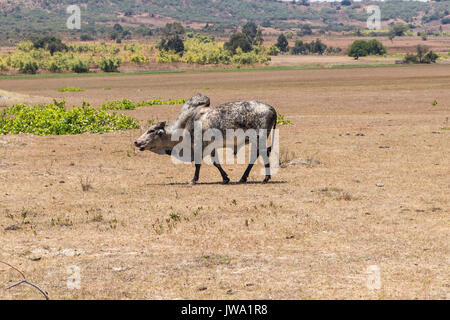 Iringa Red zebu Rinder (Bos indicus) getrieben wird für tierärztliche Behandlung in der tansanischen Hochland in der Nähe von Iringa Stockfoto