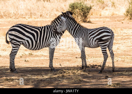 Ebenen Zebras (Equus quagga) Bond in einer gegenseitigen Fellpflege Sitzung, Ruaha Nationalpark, Tansania Stockfoto