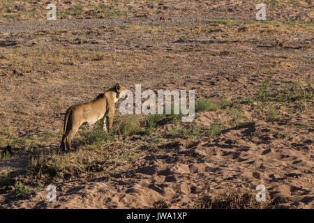 Löwin (Panthera leo) Annäherung an eine Herde Büffel (Syncerus Caffer) bei Sonnenuntergang in Ruaha Nationalpark, Tansania Stockfoto