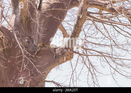 Leopard (Panthera pardus) Entspannung in einem Baum in Ruaha Nationalpark, Tansania Stockfoto