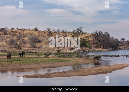 Familie der Afrikanischen Elefanten (Loxodonta africana) Mit einem sehr jungen Baby trinken am Fluss in Ruaha Nationalpark, Tansania Stockfoto