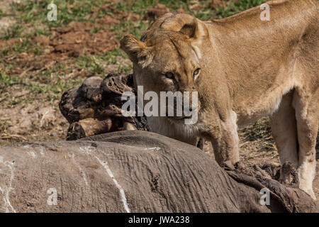 Löwin (Panthera leo) Ernährung auf einem Elefanten (Loxodonta africana) Leichnam in Ruaha Nationalpark, Tansania Stockfoto