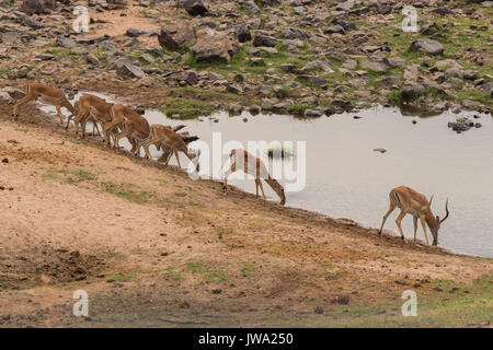 Zucht Gruppe von Impala (Aepyceros melampus) Getränk der Bewässerung in Ruaha Nationalpark, Tansania Stockfoto