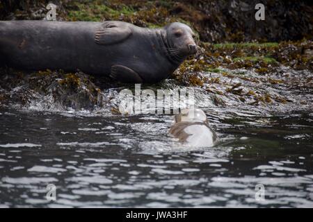 Wild Dichtungen Stockfoto