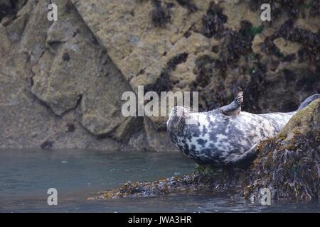 Wild Dichtungen Stockfoto