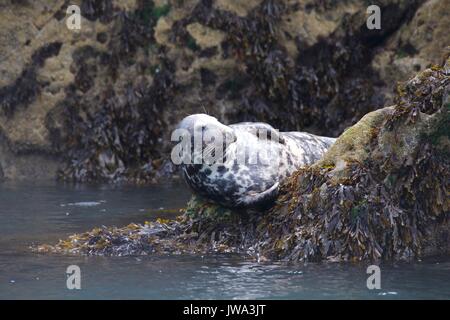 Wild Dichtungen Stockfoto