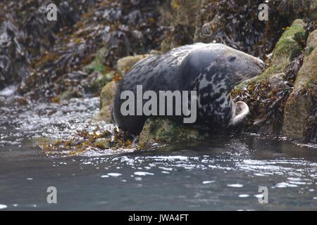 Wild Dichtungen Stockfoto