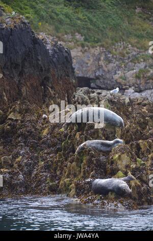 Wild Dichtungen Stockfoto