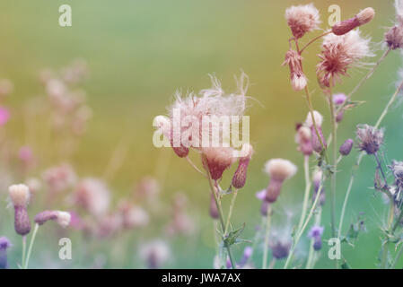 Samenköpfe bereit von creeping Thistle wilde Blume zu zerstreuen Stockfoto