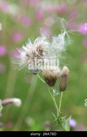Samenköpfe bereit von creeping Thistle wilde Blume zu zerstreuen Stockfoto