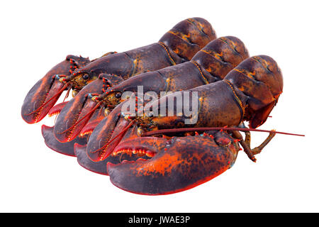 Hummer isoliert auf weißem Hintergrund Stockfoto