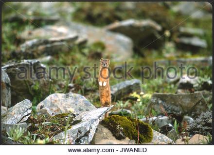 Berg Wiesel (Mustela altaica), Lhasa, Tibet, Qinghai tibetische
