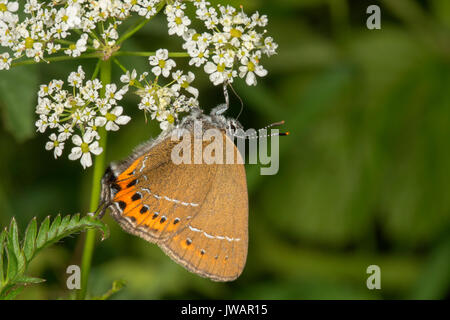 Schwarz hairstreak (Strymonidia Pruni) auf der Suche nach Nektar am Weißen swallowwort Blossom (Vinetoxicum hirundinaria) Stockfoto