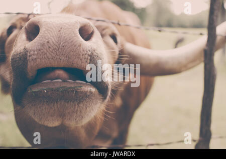 Lustige longhorn Kuh auf ländlichen Ranch mit großen Nase gesehen Geradeaus und Zunge heraus haften. Stockfoto