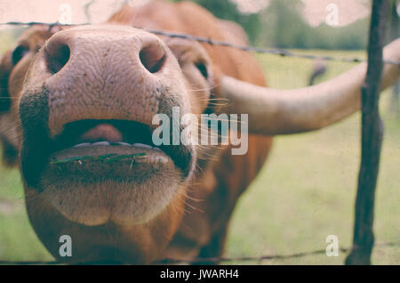 Lustige longhorn Kuh auf ländlichen Ranch mit großen Nase gesehen Geradeaus und Zunge heraus haften. Stockfoto