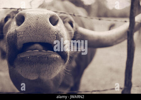 Lustige longhorn Kuh auf ländlichen Ranch mit großen Nase gesehen Geradeaus und Zunge heraus haften. Stockfoto