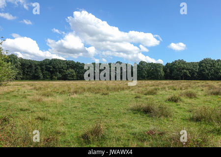 Dal van de Roode Beek, Feuchtgebiete, Wiesen, Nature Reserve in Teuge, Limburg, Niederlande. Stockfoto