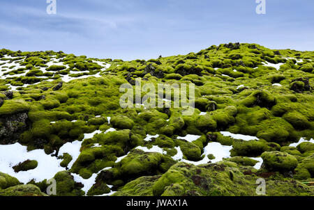 Eldhraun lava Feldern bedeckt mit Moos, südlich von Island Stockfoto