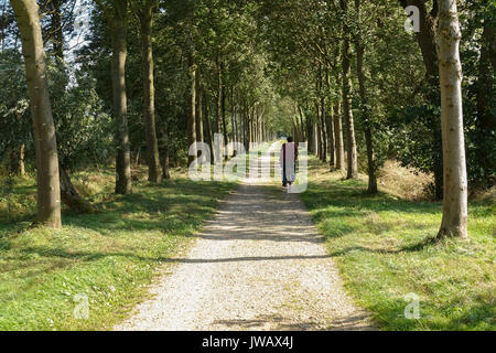 Mann, Radfahren, von Bäumen gesäumten Straße in Dal van de Roode Beek, Feuchtgebiete, Wiesen, Nature Reserve in Teuge, Limburg, Niederlande. Stockfoto
