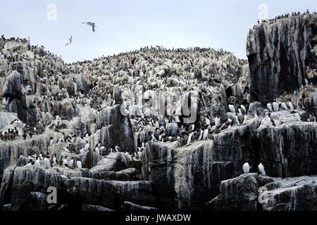 Tausende von trottellummen cram zusammen, da sie Nest auf einem der Farne Islands Stockfoto