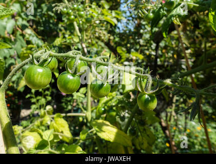 Unreife grüne Tomaten in städtischen Garten. Stockfoto
