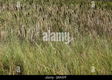 Cattail Typha latifolia, wachsende, in natürlichen Sumpf, Limburg, Niederlande. Stockfoto