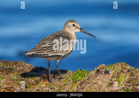 Strandläufer (Calidris alpina) Nahrungssuche entlang der Strand im Sommer Stockfoto