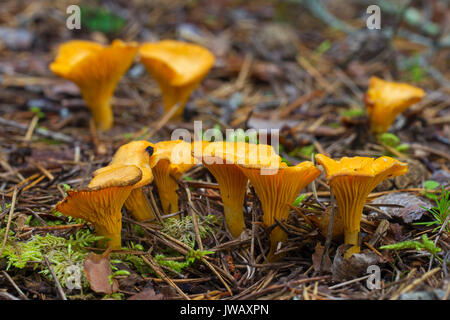 Pfifferlinge/girolle (Cantharellus Cibarius) essbare Pilze auf dem Waldboden im Herbst Wald Stockfoto