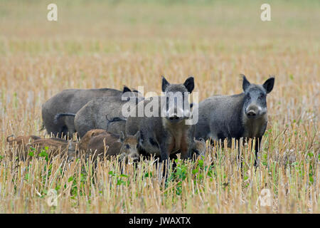 Wildschwein (Sus scrofa) Sauen mit Ferkeln Überqueren einer stubblefield im Sommer Stockfoto