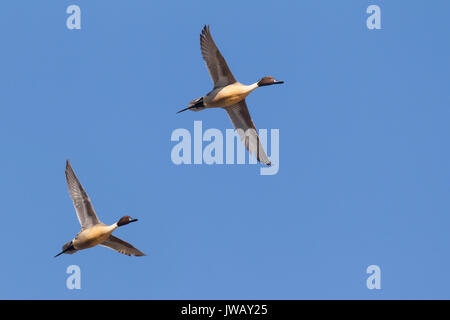 Zwei männliche Nördlichen pintails (Anas acuta) im Flug gegen den blauen Himmel Stockfoto