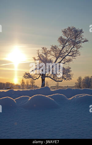 Ein einsamer Baum (Birke) hoch in einem knackigen Winter auf dem Hintergrund der aufgehenden Sonne. Stockfoto