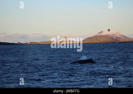 Ein Buckelwal auftauchen in einem Fjord von Bergen mit Bird flying Overhead Stockfoto