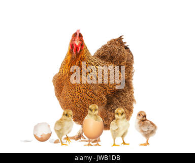 Eine braune orpington Huhn mit Küken vor einem weißen Hintergrund Stockfoto