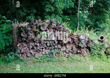 Holzstamm, ausgehölt mit Loch in der Mitte Stockfoto