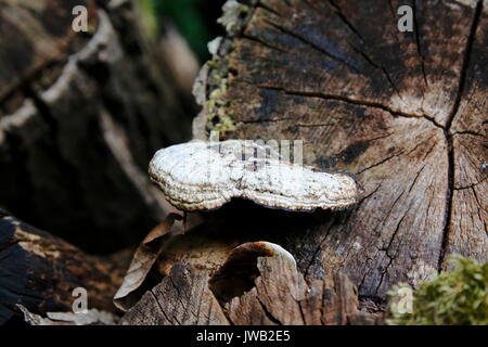 Holzstamm, ovp, Pilz, Baumpilz befallen, Schmarotzer Stockfoto