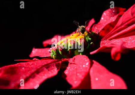 Nahaufnahme von roten Weihnachtsstern mit Honig Biene auf der Blume. Es ist tatsächlich die Hüllblätter und nicht als bedeutungslose Blumen, die die farbenfrohen Display geben. Stockfoto