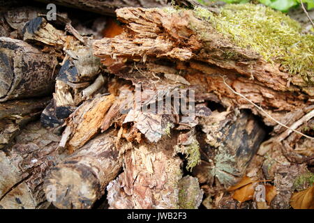 Holzstamm, Holz eigenwillig Stockfoto