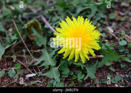 Gelbe Blume von Beaked Hawksbeard, eine Jährliche oder mehrjährige Kraut, weit verbreitet in ganz Südafrika. Ursprünglich aus Ost- und Südeuropa. Stockfoto