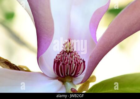 Nahaufnahme eines lila Tulpen Untertasse Magnolienblüte, Detail Der blütenstempel und die staubgefäße. Strauch mit immergrünen und Sommergrünen Sorten. Stockfoto